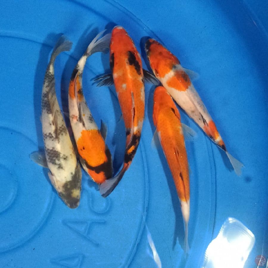 Paket Mix 5 ekor 16-17 cm