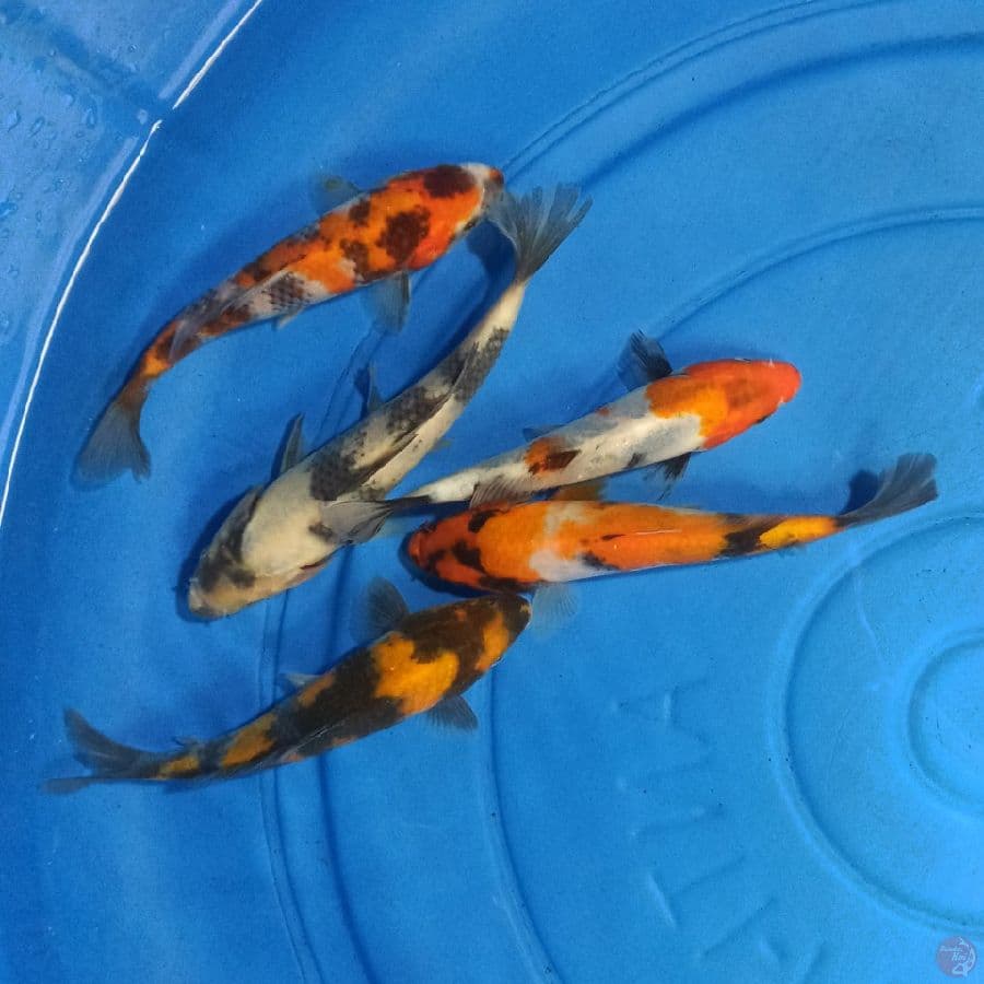 Paket Mix 5 ekor 15-17 cm