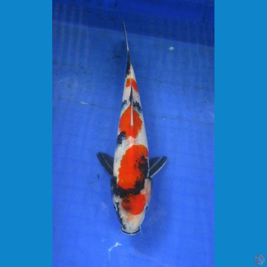 showa sansoku ±28cm