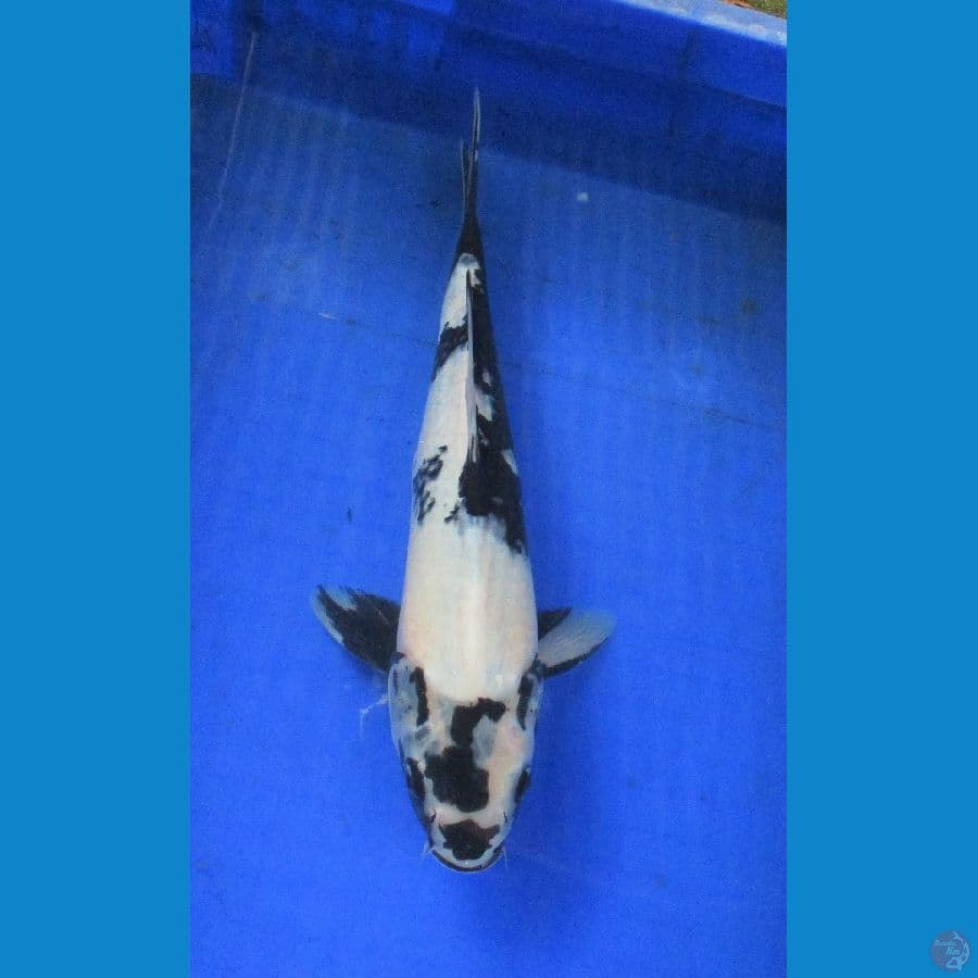 shiro ±37cm