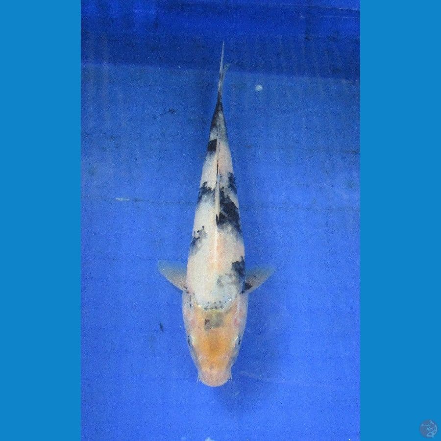 shiro ±25cm