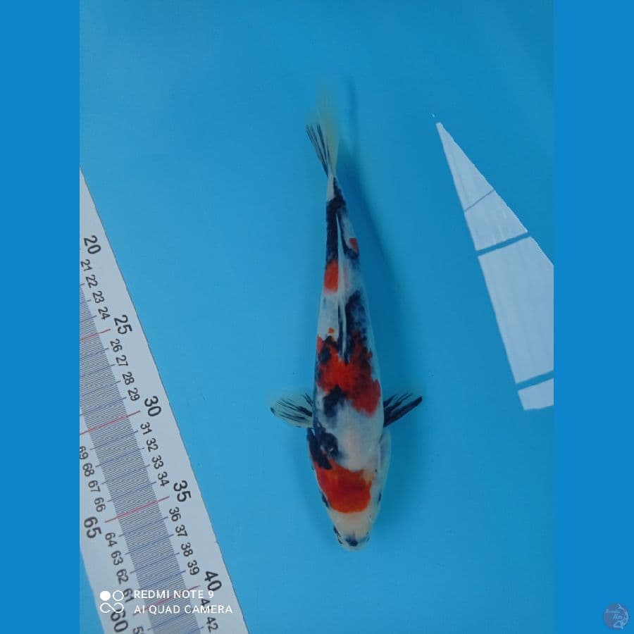 showa 25cm