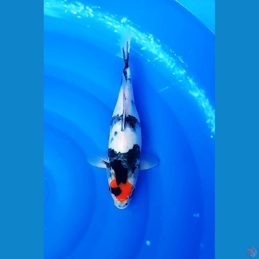 TANCHO SHOWA 30 / FEMALE