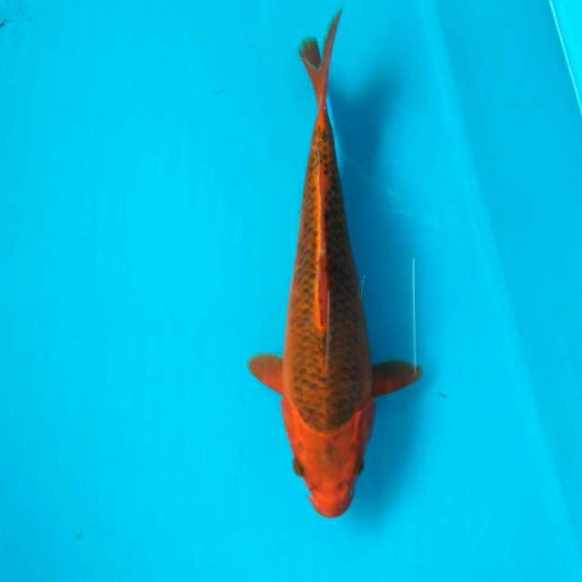 Akamadsuba