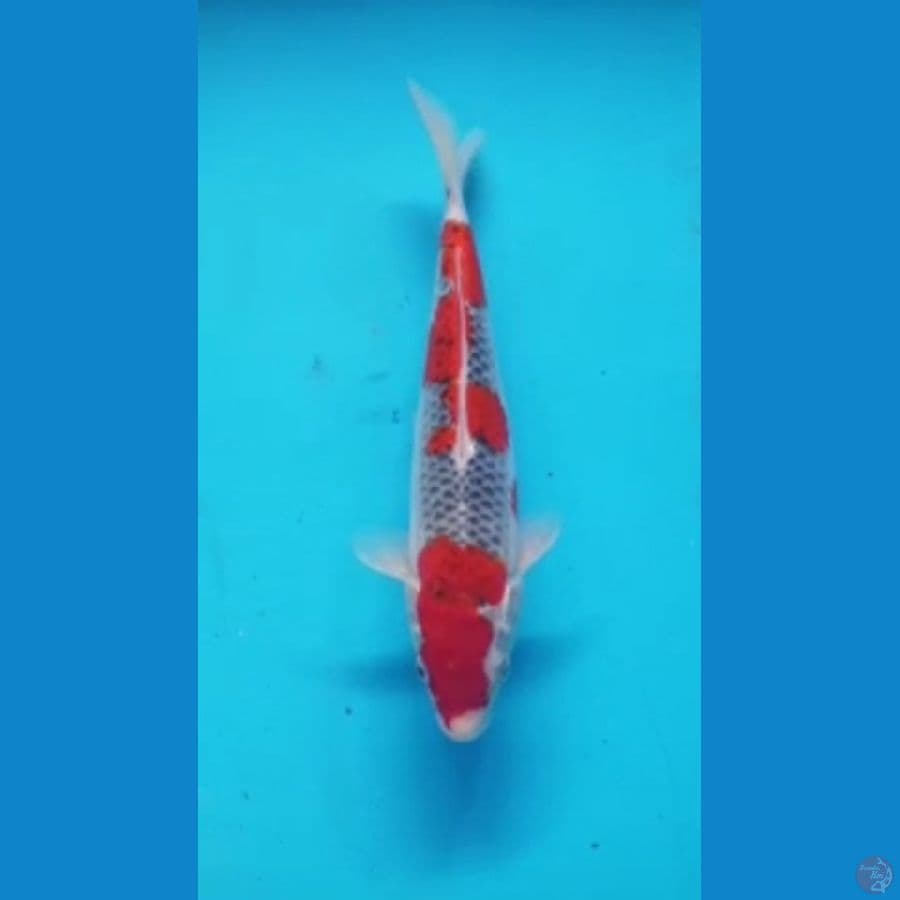 gosiki