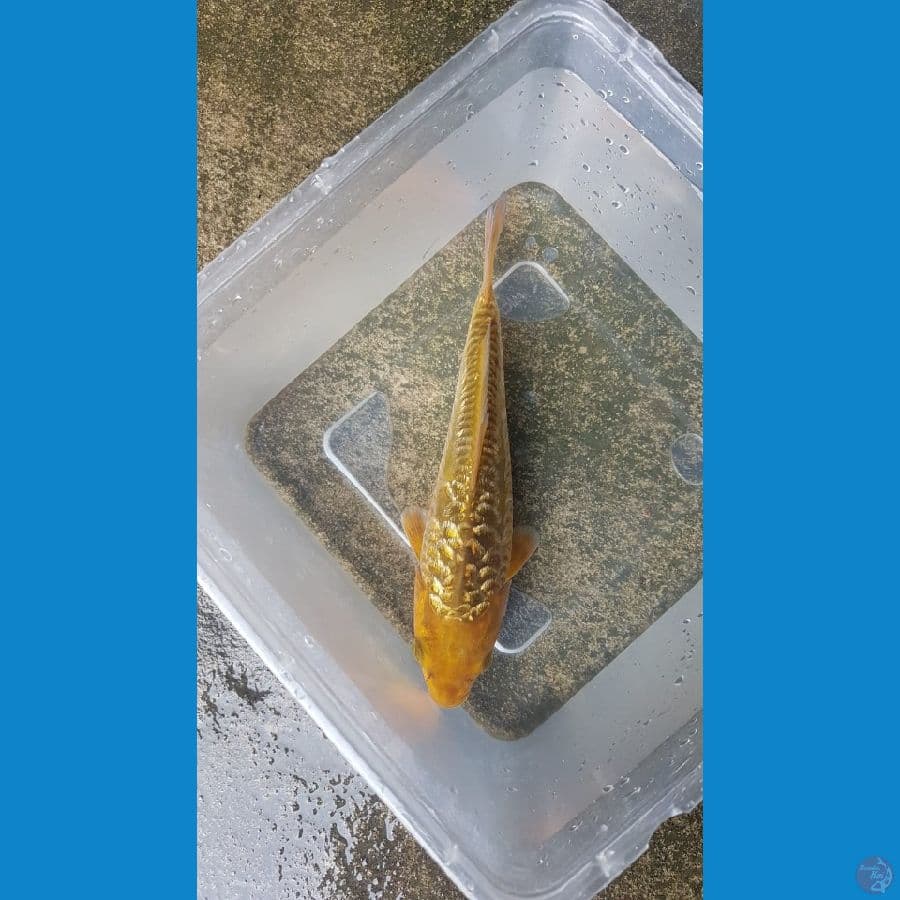 karamel aragoke 19cm male bulky SQ