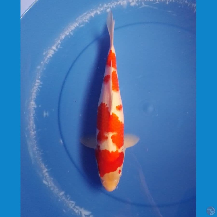 kohaku 36cm/ female
