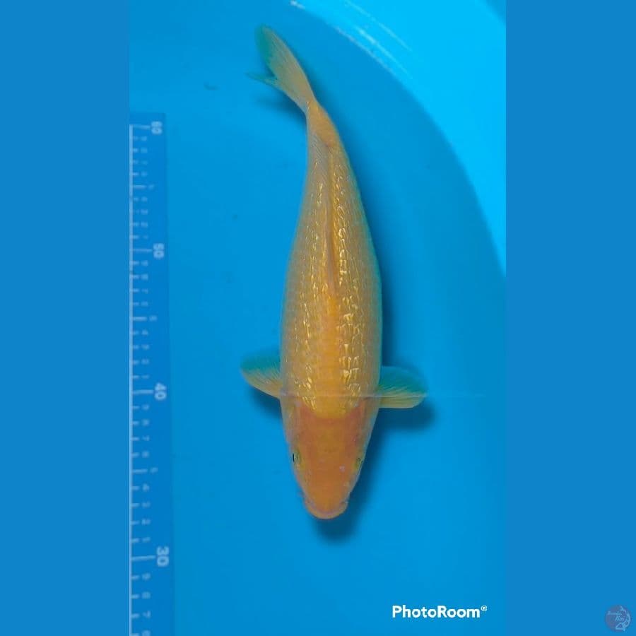 karasi ginrin badak 35 cm //f