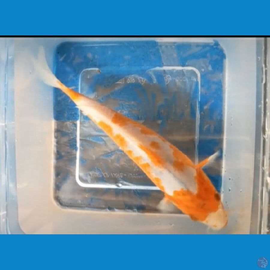 sabikoyo SQ 22cm