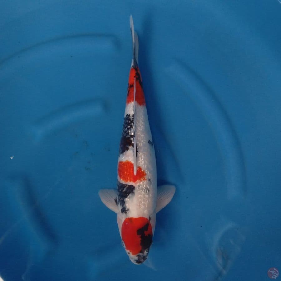 MARUTEN SHOWA GINRIN TATEGOI 47CM