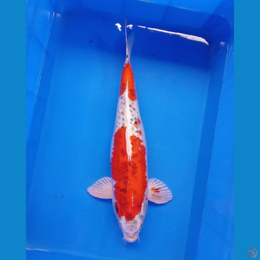 KUJAKU MALE 48CM
