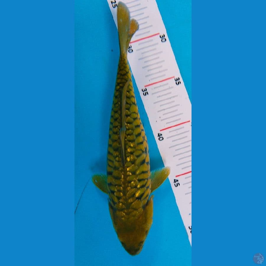midori sisik naga 23cm