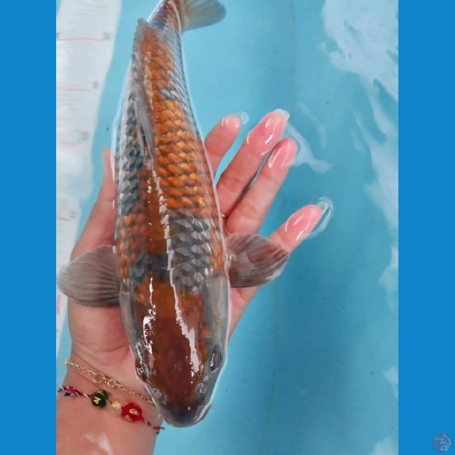 ochiba gindrin 27cm