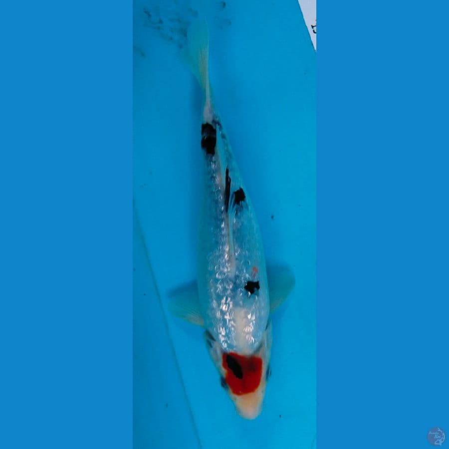 tancho showa ginrin 27cm