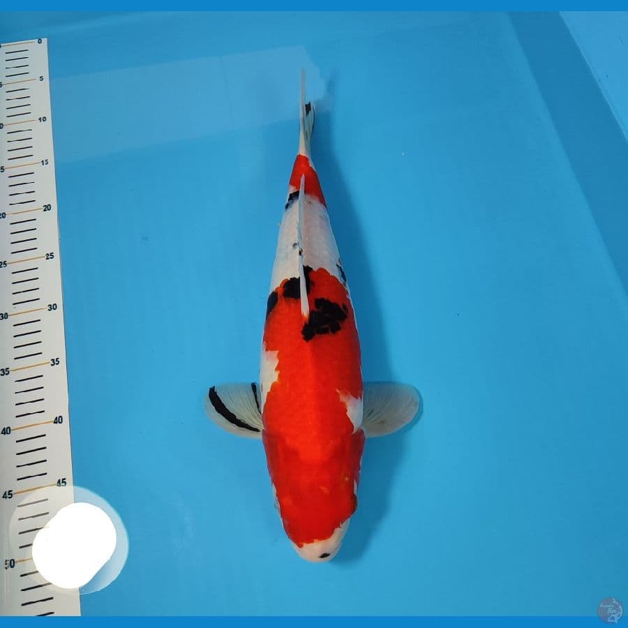 SANKE BODY BADAK 41CM - FEEMALE