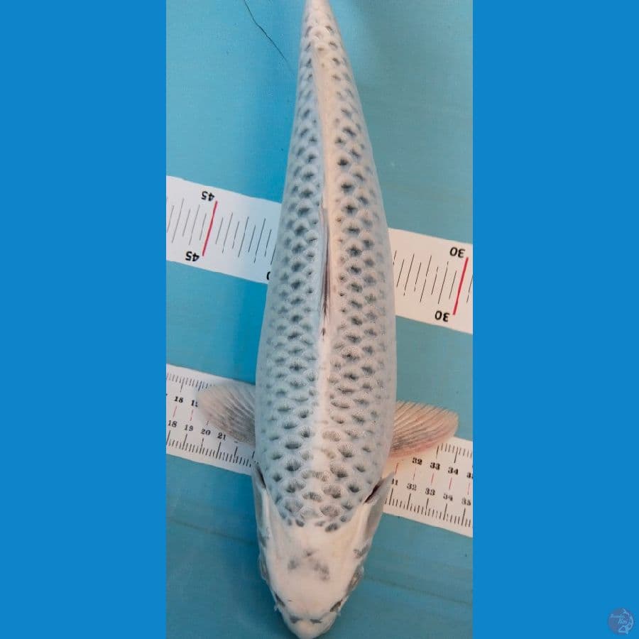 mukasi 39cm