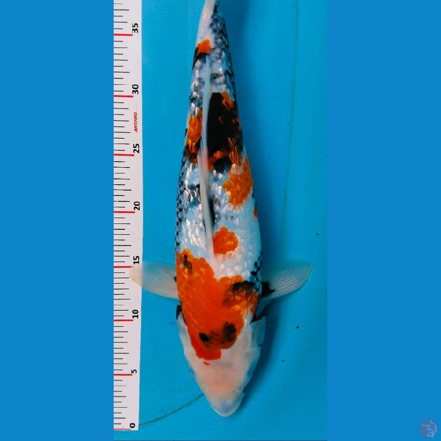 Showa ginrin 42cm