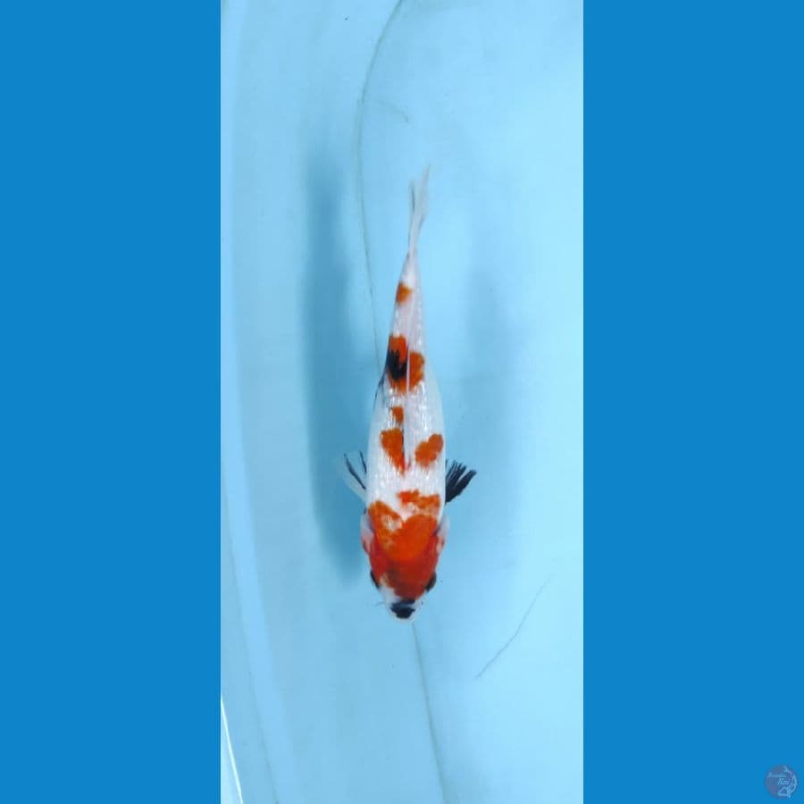 showa 25cm