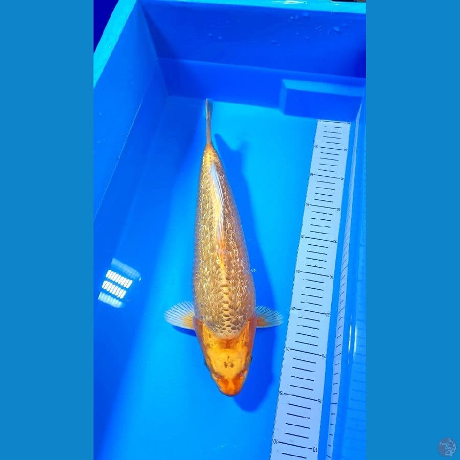 Golden Corn Super Bulky Bred P, Sutaji 38Cm Male