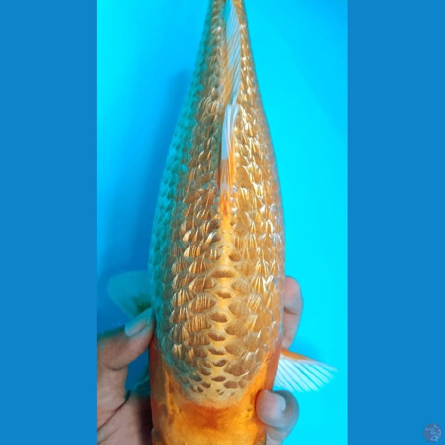 Golden Corn Super Bulky Bred P, Sutaji 38Cm Male