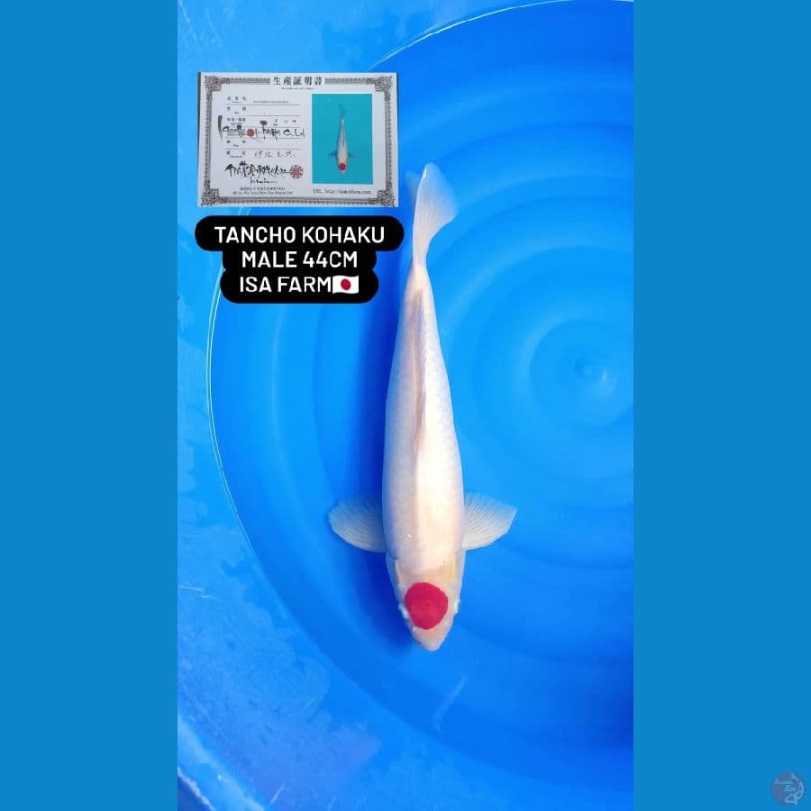 Import 44Cm Jantan