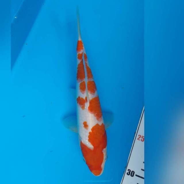 KOHAKU MALE