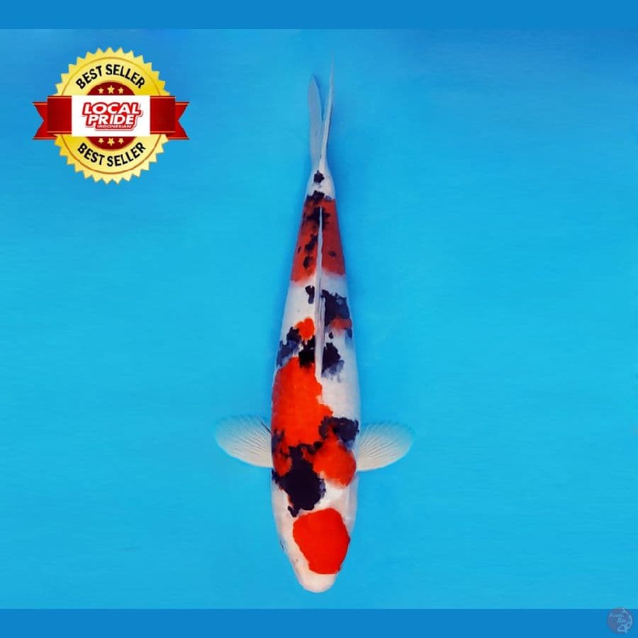 ASAHI LAVA 5 ~ Taisho Sanke 38 cm/fm ™