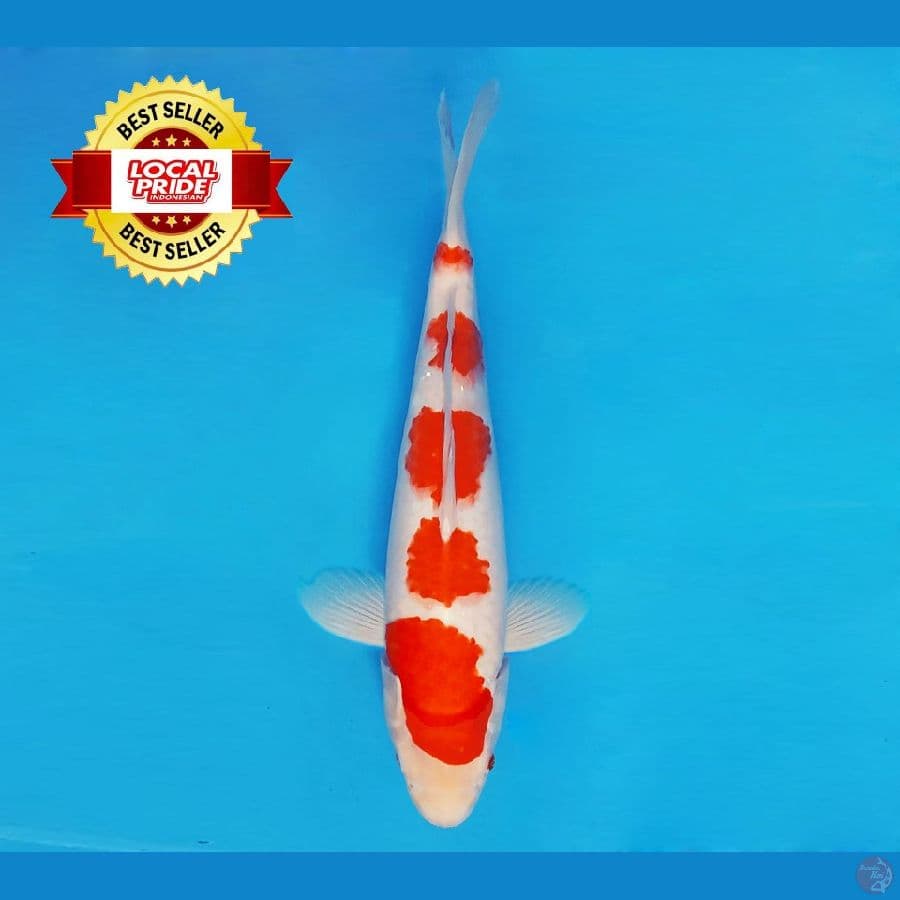 ASAHI LAVA 7 ~ Kohaku 37 cm/fm ™