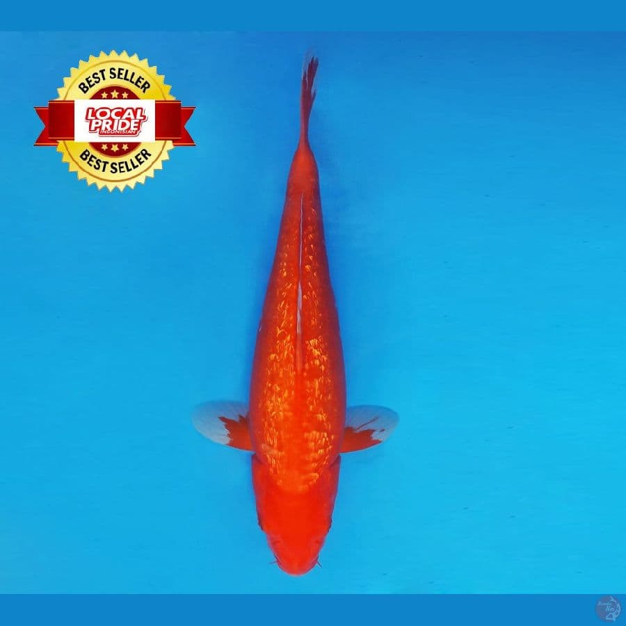 ASAHI LAVA 8 ~ Aka Hajiro Gin Rin 36 cm/fm ™