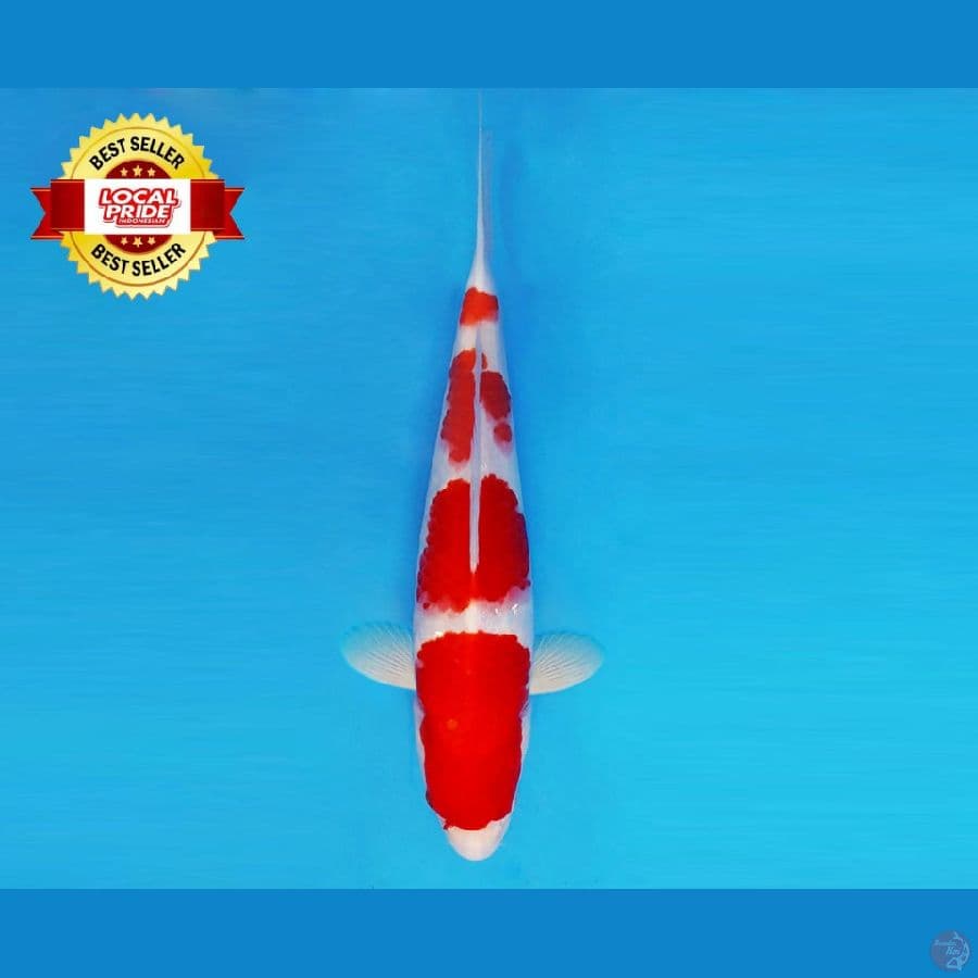 ASAHI LAVA 11 ~ Kohaku 37 cm/fm ™