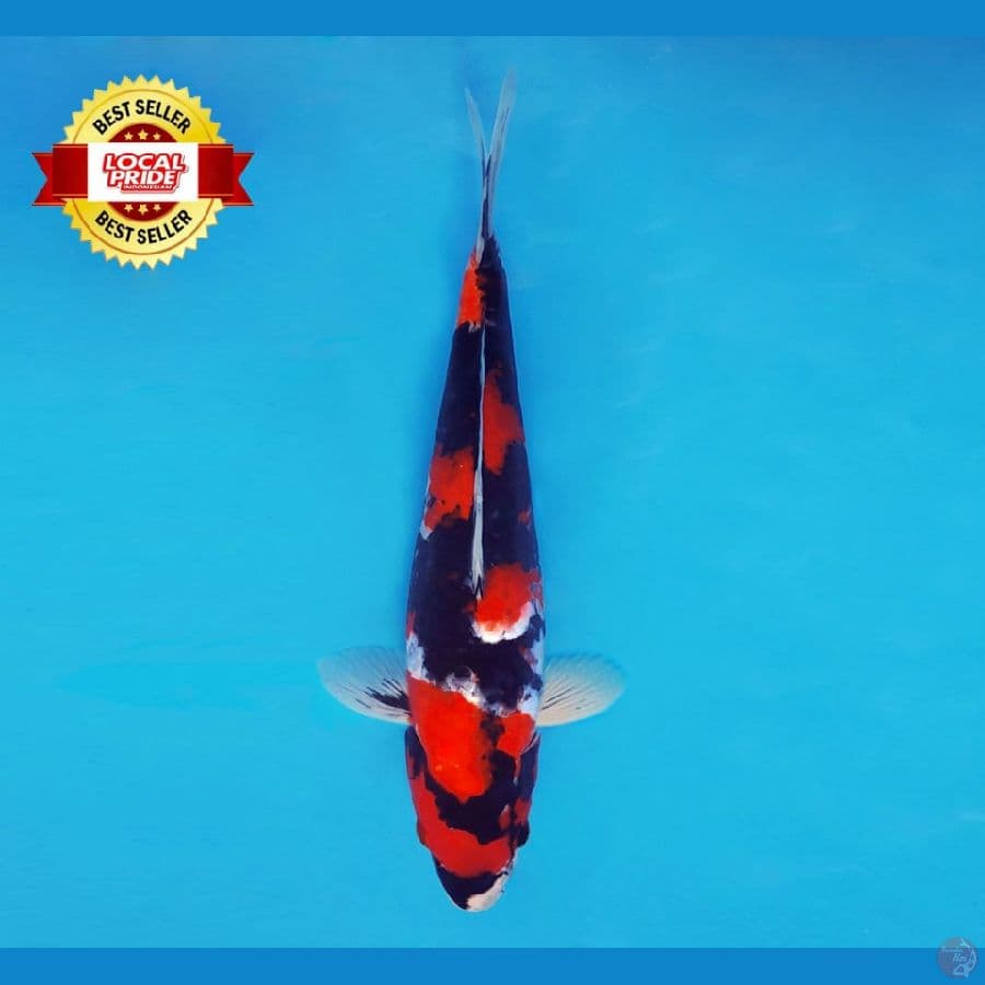 ASAHI LAVA 14 ~ Showa Evo 35 cm/fm ™