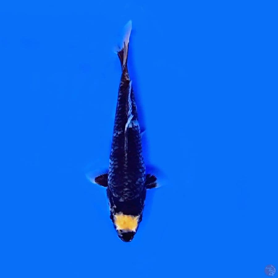 penjinak kolam 24.Cm