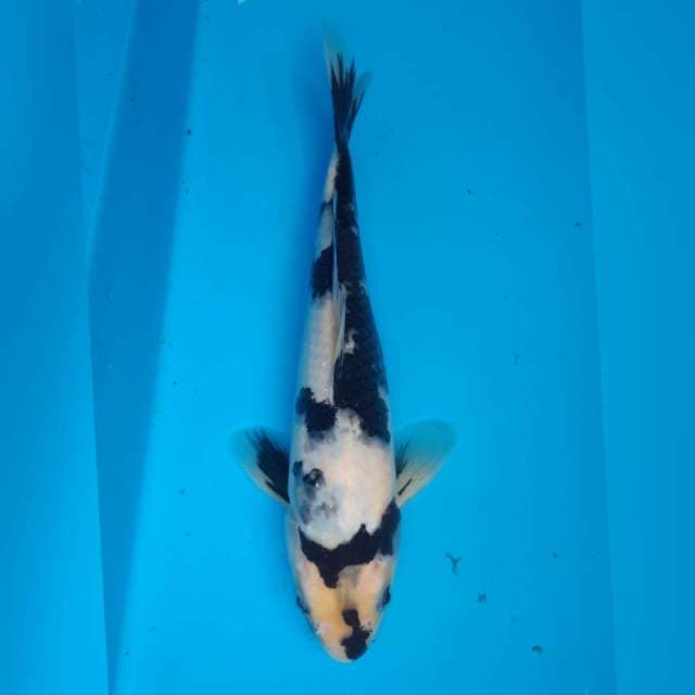 SHIRO MALE