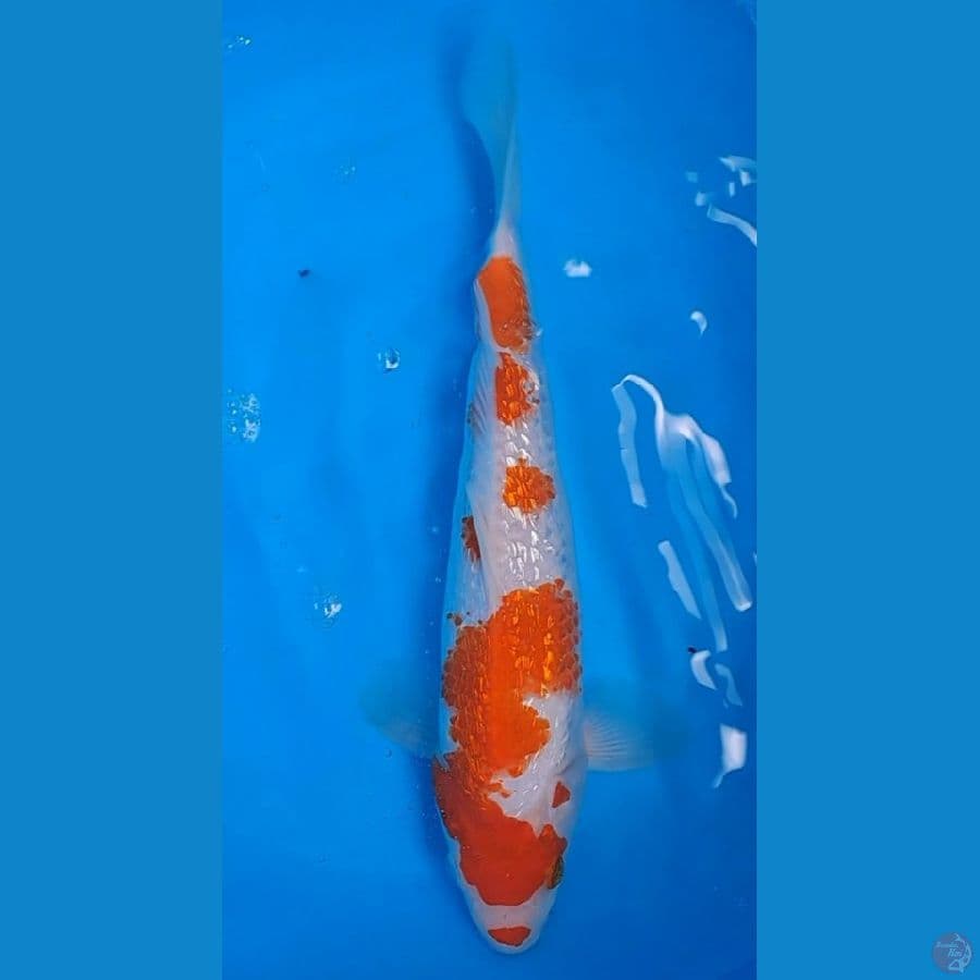 kohaku Ginrin