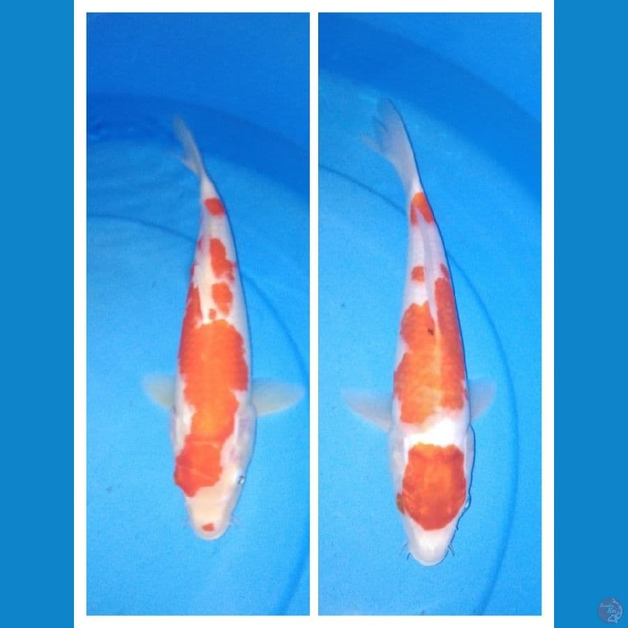 2 kohaku 30,33cm