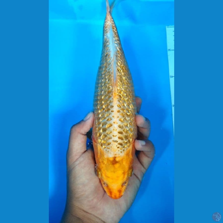 Golden Corn Ginrin Super Padat 29Cm