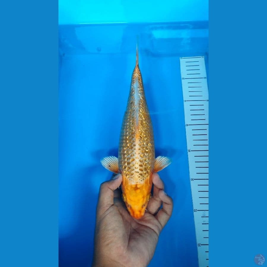 Golden Corn Ginrin Super Padat 29Cm