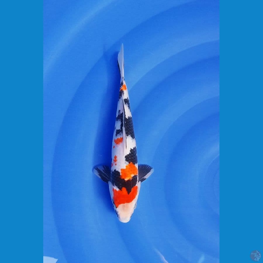 kindai showa size 30 cm
