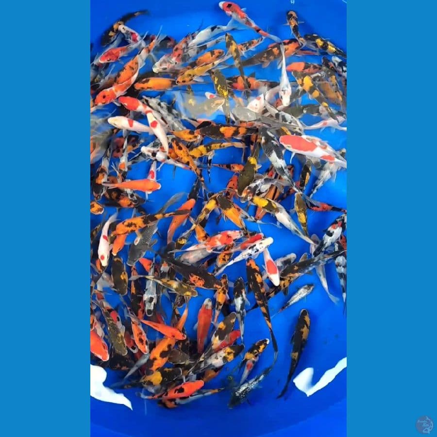 Showa mix 8-14cm 200 ekor mayoritas 10up