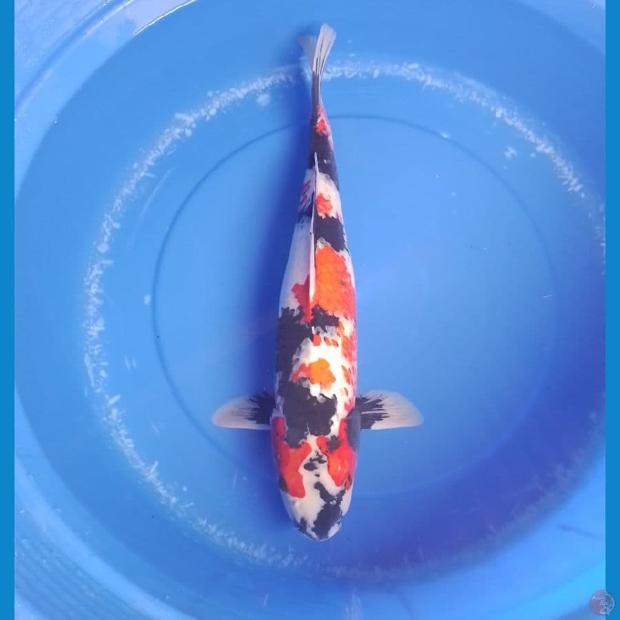 showa 51cm/male