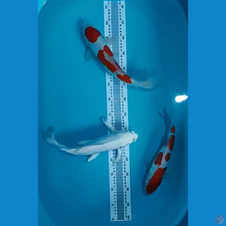 Kumpay Platinum 34cm Vs Duo Kohaku Doitsu 30,35 cm