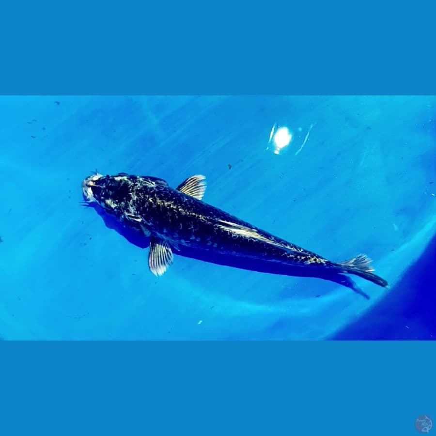 antikan . 35 cm male