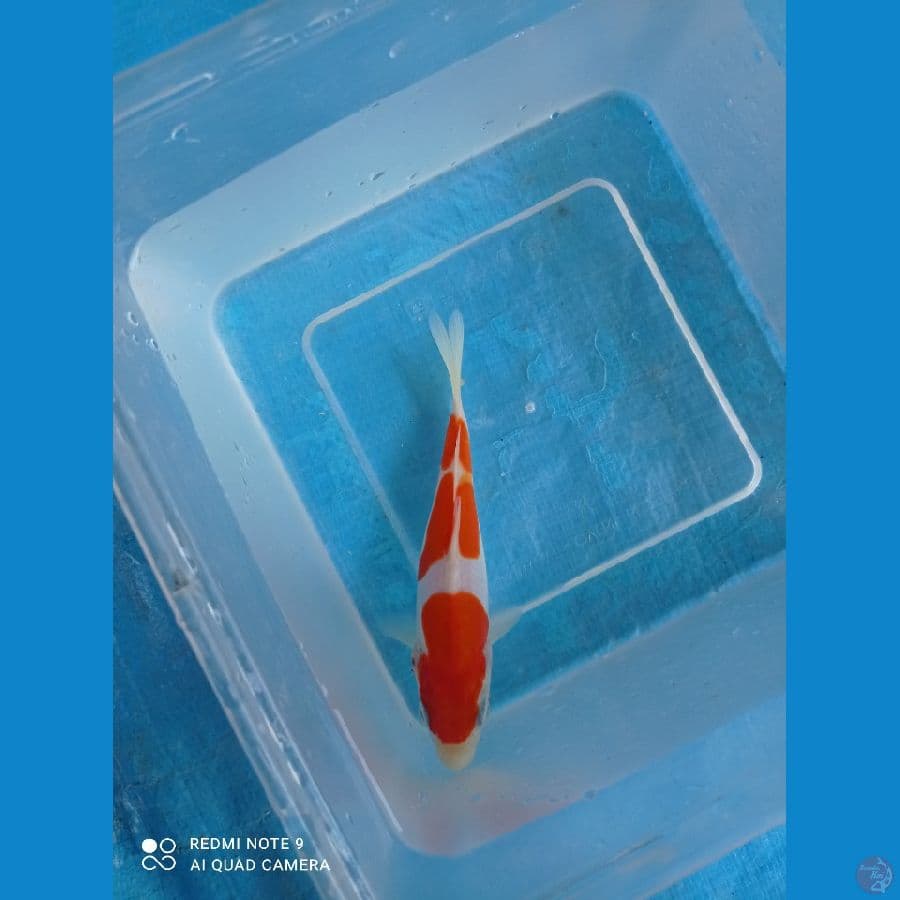kohaku doitsu