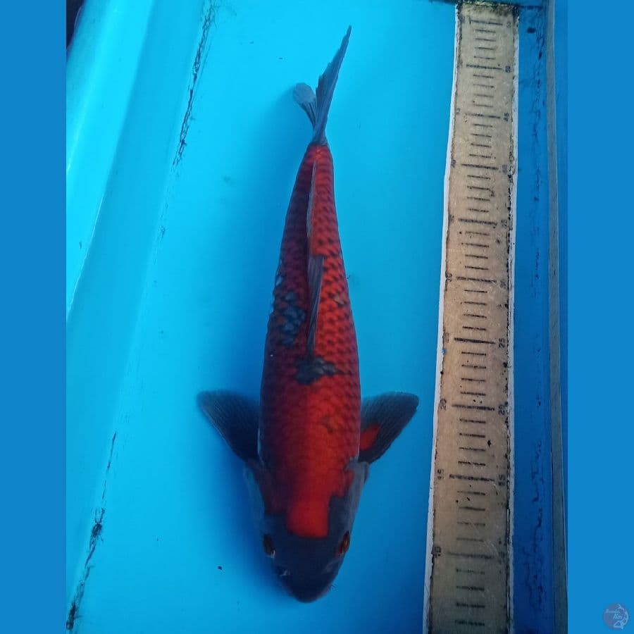 40cm male ochiba jozz