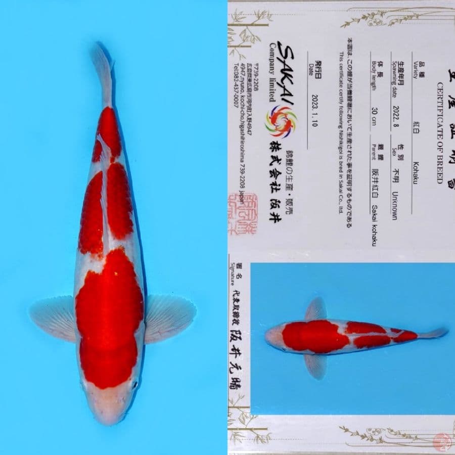 SAKAI SANDAN KOHAKU HQ 40BU