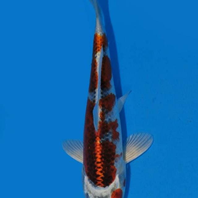 kujaku farm anneto (serti dealer)