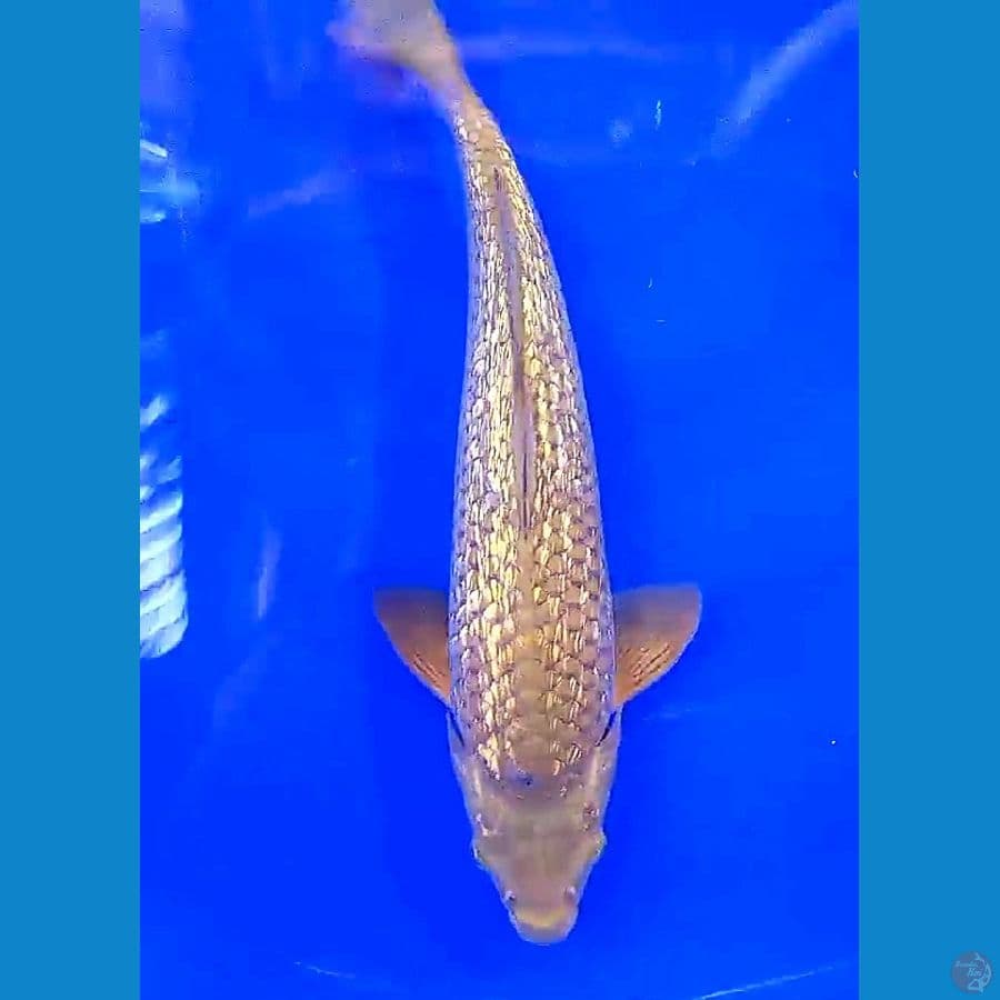 karamel ginrin munuk M 35 cm