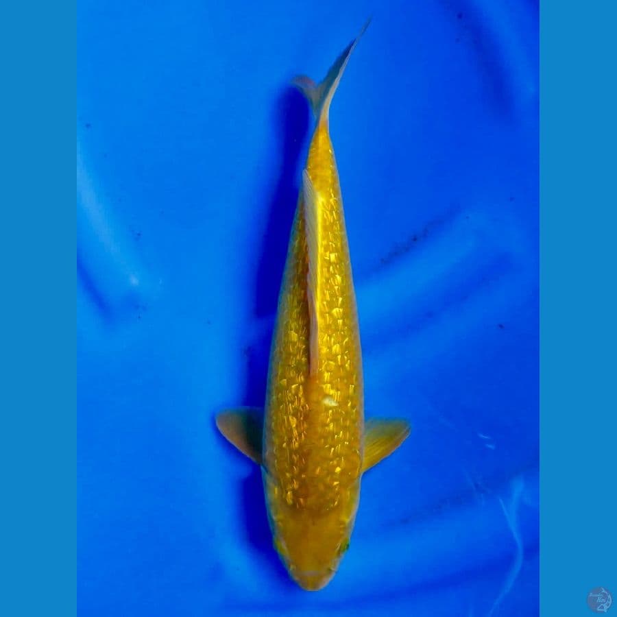 31cm , Karamel Ginrin