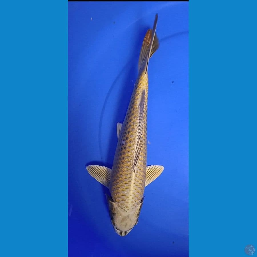 gold mukasi size : 40 cm jantan