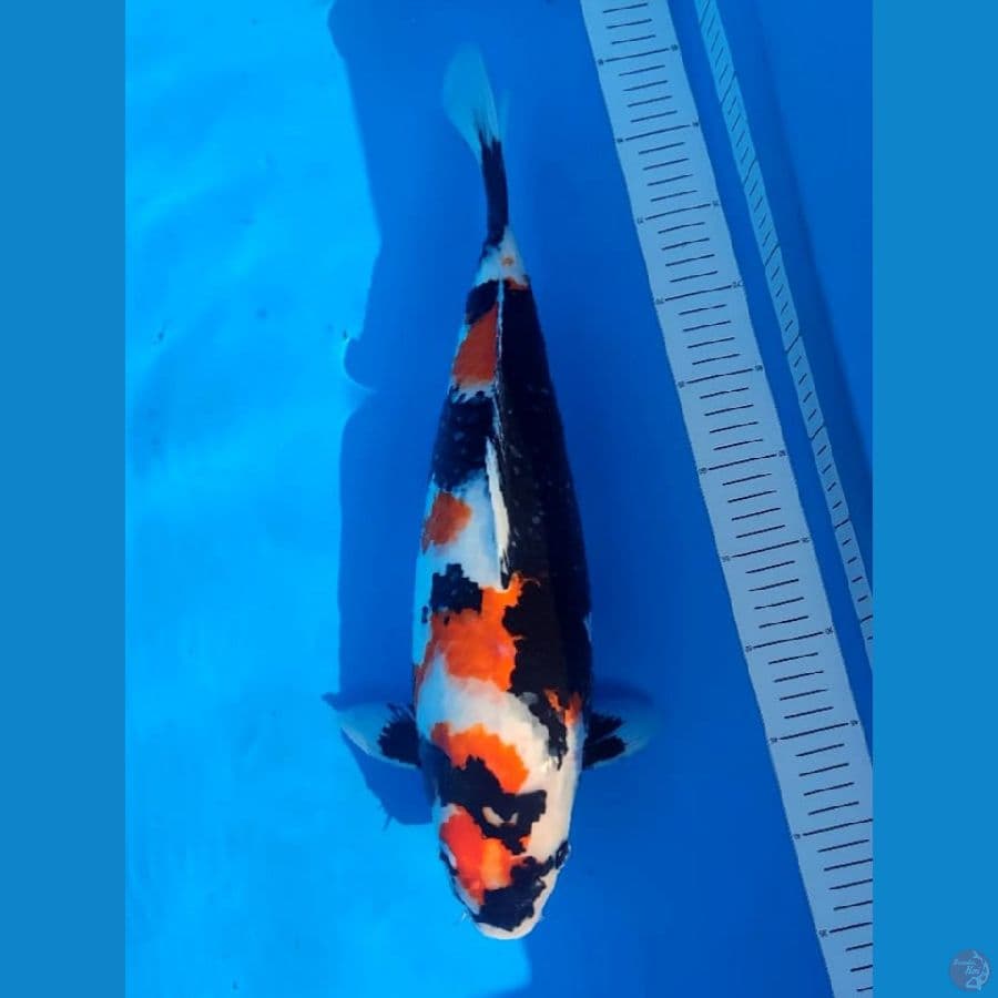 NOZOMI 02. Showa Sanshoku 45cm / Shemale